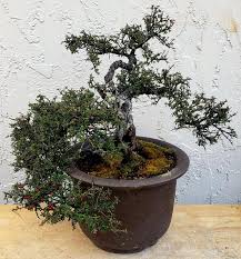 Image result for Cotoneaster microphyllus