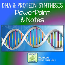 Powerpoint And Notes Covers Dna Structure Replication Transcription Translation And Mutations Perfec Powerpoint Lesson Protein Synthesis Teaching Biology