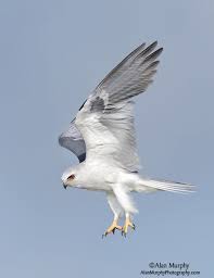 Large Birds With White Heads And White Tails White Tailed Kite Elanus Leucurus Is An Elanid Kite Of Genus Elanus Found In Western North America And Parts Of South America Birds Of Prey Birds Pet Birds