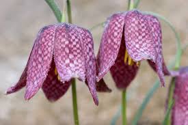 Tips och guider för semestern eller utflykter. Landskapsblommor I Sverige Swedishnomad Com