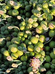 Image result for Senecio