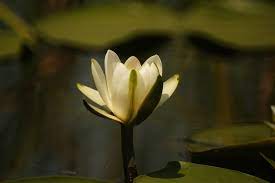 In delta dunarii, sit unesco protejat la nivel international, se afla peste 5.000 de specii de animale si plante, peste 300 de specii de pasari, adica 85% dintre speciile de premierul mihai tudose a mutat delta dunarii din subordinea ministerului mediului in subordinea secretariatului general al guvernului. Plante Din Delta Dunarii Despre ViaÈ›a Din Romania