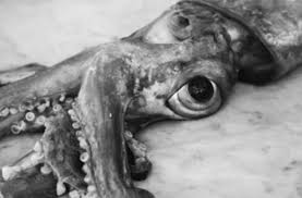 Humboldt squid reproduce via internal fertilization and lay large egg masses of at least one million eggs. What Do Giant Squid Look At With Their Basketball Sized Eyes Discover Magazine