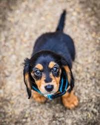 We live in huntsville, texas. 900 Dogs Ideas Dogs Pets Animals