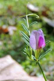 Image result for Vicia sativa