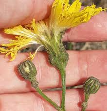 Image result for Sonchus wilmsii