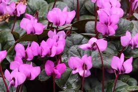 Winterharte kamelien fur den garten winterharte pflanzen garten. Winterharte Alpenveilchen Diese Schattenpflanze Ist Weniger Verbreitet Wie Alpenveilchen Als Zimmerpflanzen Bereichern Aber Jeden Garten Sie Gedeihen Im Lichten Schatten Und Bluhen Zuverlassig Von September Bis Weit In Den Oktober Hinein