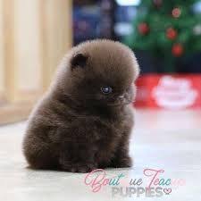 Angel is a gorgeous black and brown female teddy bear puppy for sale in florida! Newborn Teacup Pomeranian Puppies For Sale Pets Lovers