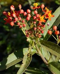 Image result for Asclepias curassavica