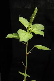 Image result for Acalypha ornata