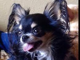 Check spelling or type a new query. Apple Head Chihuahua For Sale Off 59 Www Usushimd Com