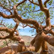Image result for Commiphora pteleifolia