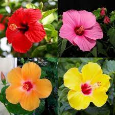 Tropical hibiscus plants are relatively easy to care for, so long as they get enough light and water. Buy Hibiscus Plant Pack Online At Plantsguru Com