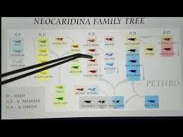 Ever Evolving Neocaridina Shrimp Genetic History How To