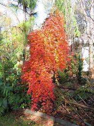acer palmatum ryusen weeping japanese maple from itsaul plants shady garden ideas japanese maple acer palmatum