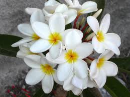 La rosa, il fiore più conosciuto al mondo per bellezza e per le calde tonalità dei suoi profumatissimi petali. Cactofili Forum Di Cactus E Succulente Leggi Argomento Fiori Profumatissimi