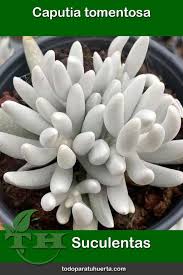 Image result for Caputia