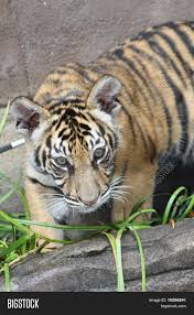 Most relevant best selling latest uploads. Tiger Posing Image Photo Free Trial Bigstock