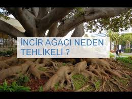 Fidan, yeni bir yaşamın başlangıcında genç bir bitkisel canlıdır. Ocaginiza Incir Agaci Dikilmesin Incir Agaclari Neden Hep Evlerden Uzaga Dikilir Haberler