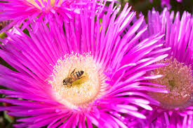 Information about the hardy ice plant. Growing Caring For Ice Plants Kellogg Garden Organics