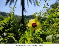 Image result for Hibiscus vitifolius