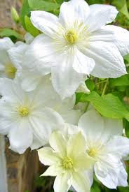 Your white clematis flower stock images are ready. Whisperofvintage White Clematis Flower Garden Clematis