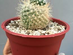 Choosing, growing, and caring for cactuses and other succulents, (cool springs press) how to solve and fix these problems. Is This Growth Or Etiolation On My Cactus