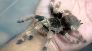 Nhandu tripepii, also known as the brazilian blonde tarantula, is an extremely bushy and unique tarantula species. Nhandu Coloratovillosus Handling Youtube