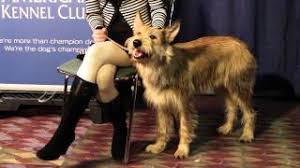 Free dog classifieds pawbe is here to help you find the perfect puppy for you and your family breeders and puppy owners can list their cute puppies here. Meet The Berger Picard Youtube