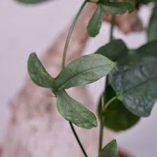 Image result for Adenia hastata