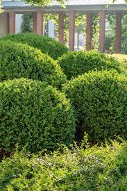 Here S How To Choose The Best Boxwood Shrub For Your Garden Boxwood Landscaping Box Wood Shrub Shrubs
