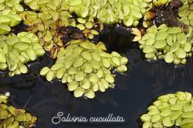 Image result for Salviniaceae