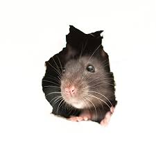 3 rattenbekämpfung 3.1 warum ratten bekämpft werden 3.2 wie ratten bekämpft werden 3.3 dies können vor allem privatpersonen tun, um zu verhindern, dass ratten sich im haus oder auf dem. Ratten Im Haus I Ratten Bekampfen I Kammerjager Konsecta