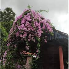 Image result for Adenocalymma