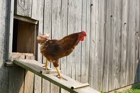 Raising chickens is not hard, but chicken expert and author lisa steele (@fresheggsdaily) says, as with any pet or livestock, chickens are a serious time ready to build your own? The Economics Of Raising Chickens Smartasset