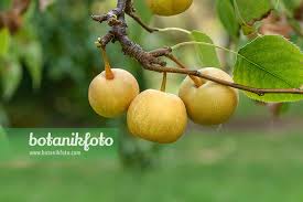 Image result for Pyrus pyrifolia