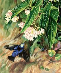 Today's top fifty flowers coupons & promo codes discount: Marianne North Brazilian Flowers Reproduction Oil Paintings Canvas Art Reproduction Oil Paintings