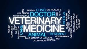 Check spelling or type a new query. Veterinary Medicine Animated Word Cloud Stock Video Pond5