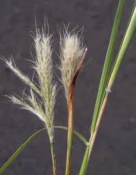 Image result for Bothriochloa radicans