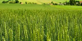 Because of kenya's small size, the demand for and supply of wheat in kenya do not affect the world price. Charringtons Kenya Narok Plantation