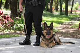 K9 Dog Called Pandora Astonishingly Finds Missing 73-Year-Old Woman Within  Just 22 Minutes in Georgia - Animals Around The Globe
