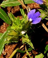 Image result for Blepharis integrifolia