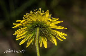 Image result for Berkheya speciosa
