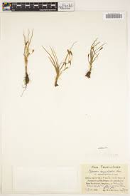 Image result for Hypoxis angustifolia