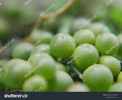 Image result for Uncinula necator