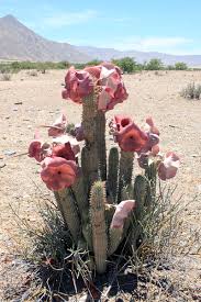 Image result for Hoodia currorii