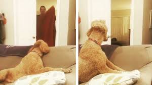 Selbst das pferd merkt, dass in diesem video etwas. Whatthefluffchallenge Neuer Handtuchtrick Verwirrt Hunde Stern De