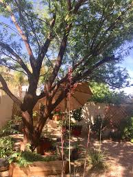 We did not find results for: Shade Trees For The Desert Garden Gardening In The Desert