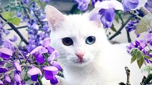 Fundraiser by Anne Loes Uding : Please help us cover the medical bills of  our Bowie