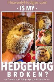 Hedgehog Quilling Symptoms And Tips Hedgehog Pet Hedgehog Care Baby Hedgehog